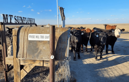 A rustic mailbox labeled "Where will this lead?" with cows gathered nearby under a clear blue sky.