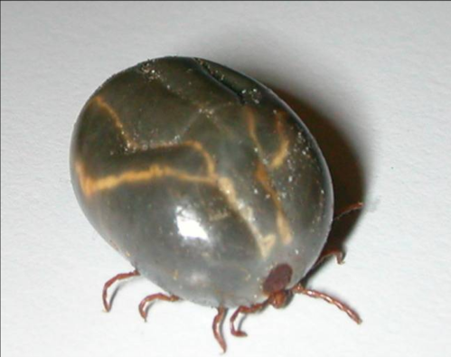 Close-up of a dark, shiny tick with a smooth, oval body and small legs, resting on a white surface.