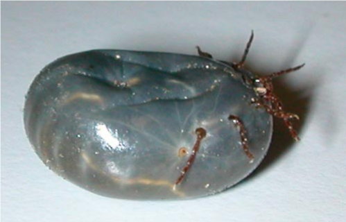A close-up of a dark, shiny tick with a rounded body, resting on a light surface.