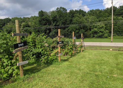 A garden with wooden signs labeled "Jewel" next to lush green plants, set against a backdrop of trees and a cloudy sky.