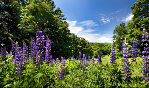 A vibrant field of purple lupines under a clear blue sky, surrounded by lush green trees and distant hills.