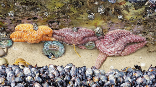 Three starfish in orange and purple colors resting on a rocky shore, surrounded by shells and sea anemones.