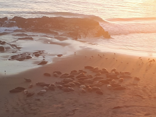 A group of seals resting on a sandy beach at sunset, with gentle waves lapping at the shore.