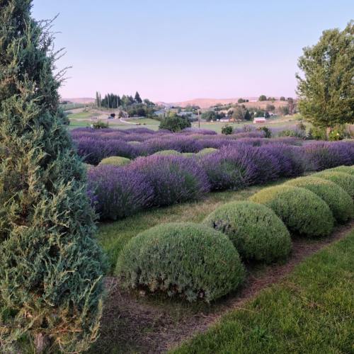 A scenic landscape featuring vibrant purple lavender fields and lush green bushes under a clear sky.