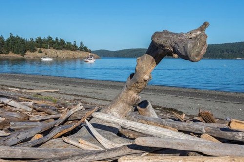 Driftwood on a sandy beach with calm water and distant boats under a clear blue sky.