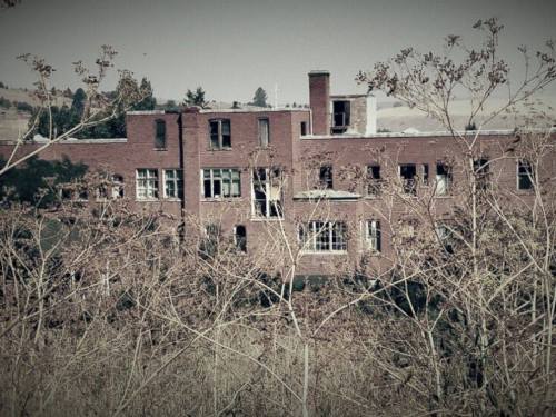 Abandoned brick building partially obscured by overgrown weeds and shrubs, with broken windows and a desolate atmosphere.