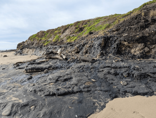 A rocky beach with dark, wet sand and driftwood, bordered by a grassy cliff under a cloudy sky.