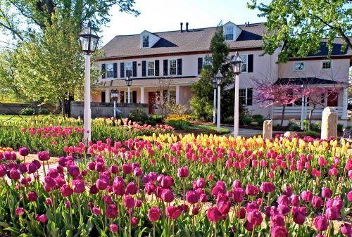 A vibrant garden filled with pink and yellow tulips in front of a charming house with white shutters and green trees.