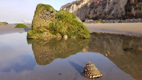 A rocky beach scene with a moss-covered rock and a shell in shallow water, reflecting the cliffs in the background.