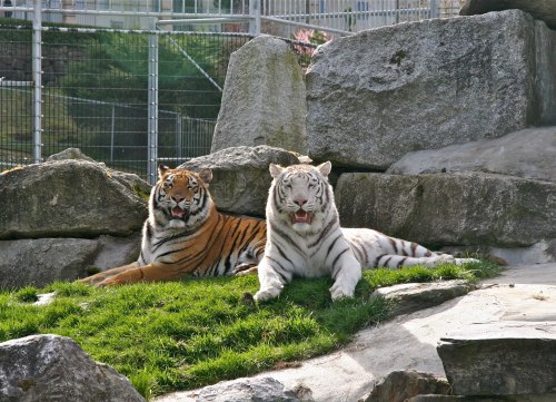Two tigers, one orange and one white, lounging on rocks with green grass in a zoo setting.