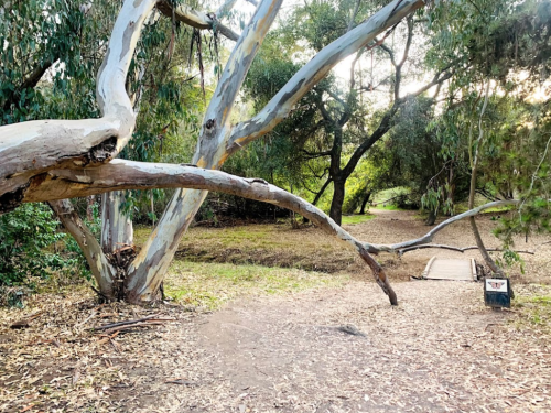 A winding path through a forest with a large eucalyptus tree and a wooden bridge in the background.