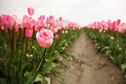 A field of pink tulips stretches into the distance, with a single tulip in focus in the foreground.