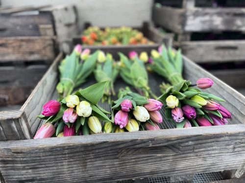 Bunches of colorful tulips arranged in wooden crates at a flower market.