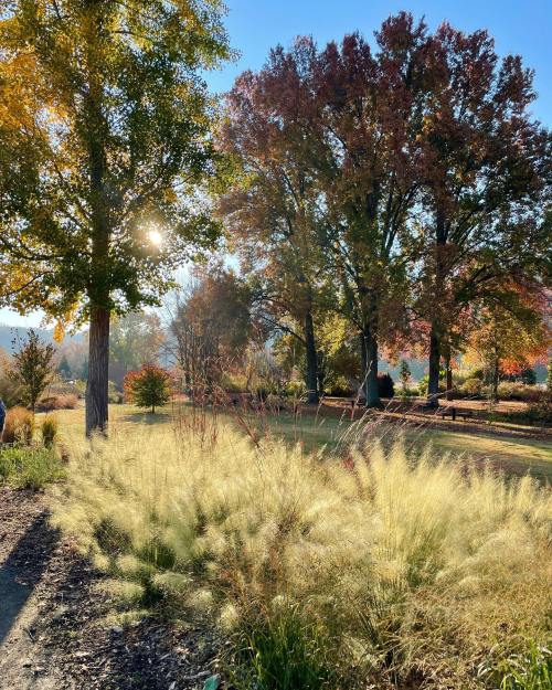 A sunlit park scene with colorful autumn trees and tall grasses swaying in the breeze.
