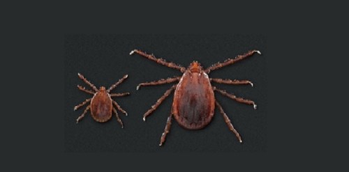 Two close-up images of ticks, one smaller and one larger, displayed against a dark background.