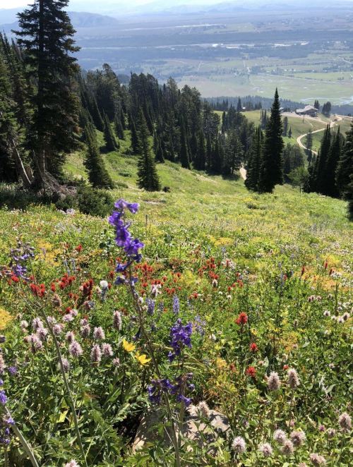 A vibrant mountain landscape filled with colorful wildflowers, overlooking a valley and distant mountains under a clear sky.