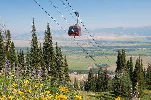 A red gondola glides over a lush green landscape with wildflowers and tall pine trees under a clear blue sky.