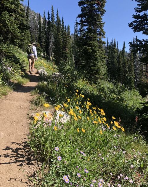A hiker walks along a dirt path surrounded by vibrant wildflowers and tall pine trees on a sunny day.