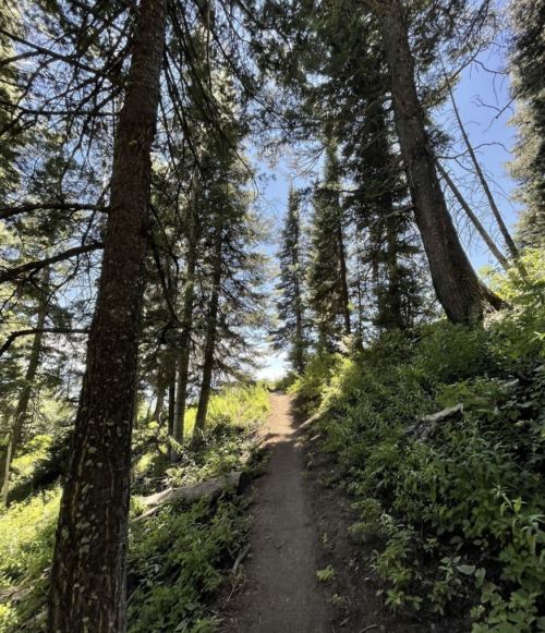 A narrow dirt path winds through tall trees and lush greenery under a clear blue sky.