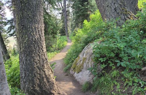 A narrow dirt path winds through a lush green forest, flanked by tall trees and a moss-covered rock.