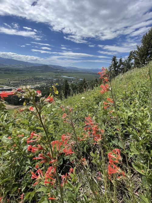 A vibrant hillside with red flowers, overlooking a valley and mountains under a partly cloudy sky.