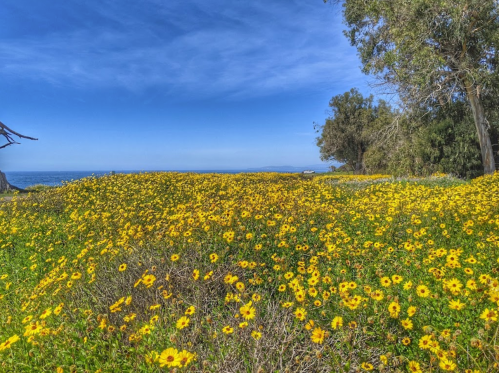A vibrant field of yellow flowers stretches towards the ocean under a clear blue sky, with trees in the background.