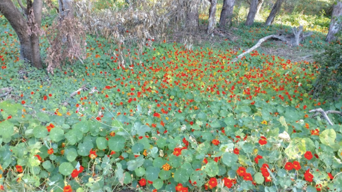A vibrant field of red and orange flowers surrounded by trees and greenery.