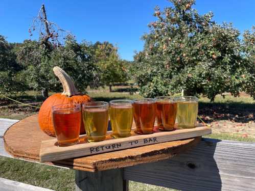 A wooden flight board with eight colorful drinks, a small pumpkin, and apple trees in the background on a sunny day.