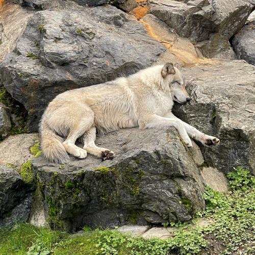A light-colored wolf rests on a rocky surface, surrounded by moss and greenery.