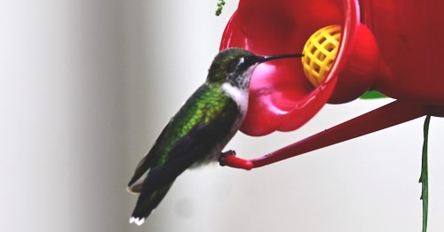 A hummingbird feeding from a bright red feeder with a yellow opening.
