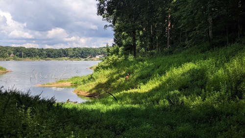 A serene lakeside scene with lush green grass and trees, featuring a deer near the water's edge under a cloudy sky.