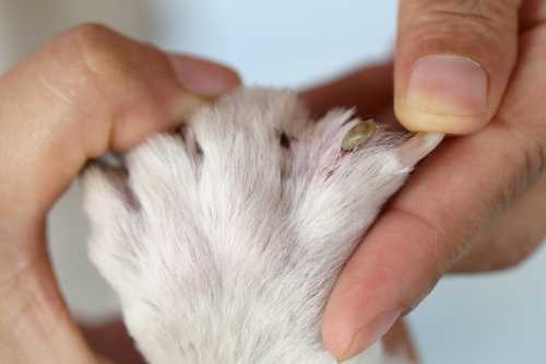 A person gently holds a pet's paw, removing a tick from the fur.