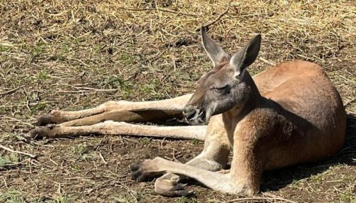 A kangaroo resting on the ground, with its eyes closed and legs stretched out in a natural setting.