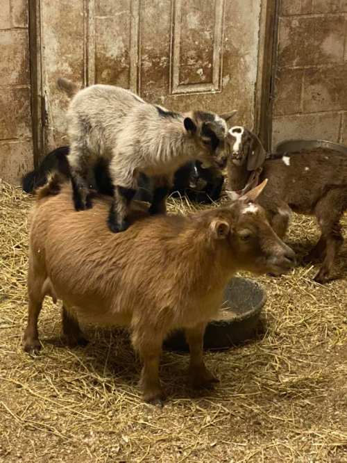 A young goat stands playfully on the back of a larger goat in a barn filled with straw. Other goats are visible in the background.