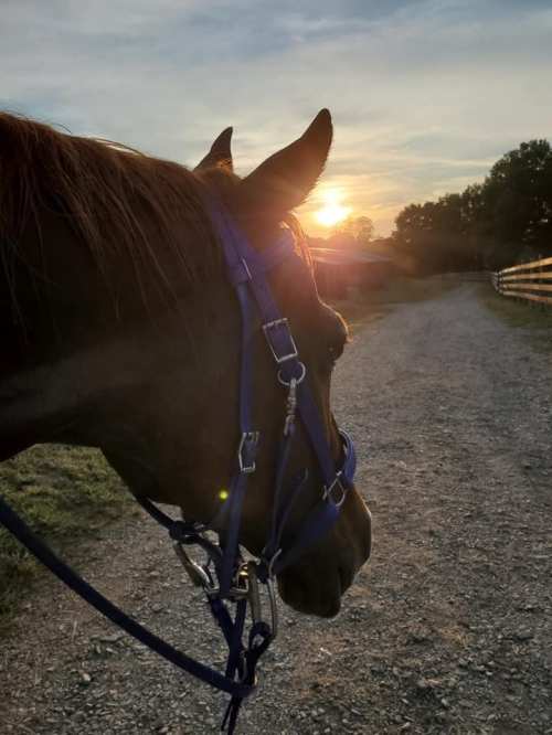 A close-up of a horse's head with a blue bridle, set against a sunset along a gravel path.