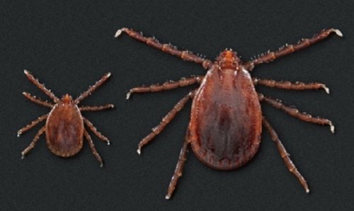 Two ticks are shown side by side on a dark background, one larger than the other, highlighting their distinct sizes.