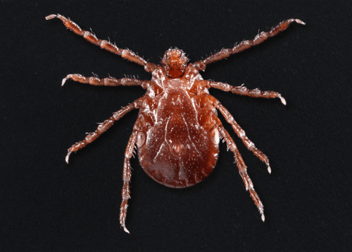 Close-up of a reddish-brown tick on a black background, showcasing its eight legs and rounded body.