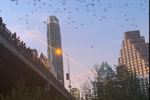 Crowd watching bats emerge at dusk from under a bridge, with city skyline in the background.