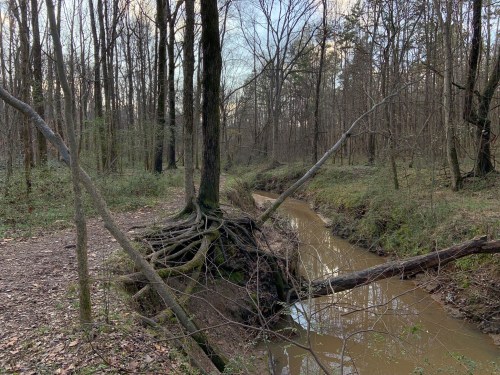 A winding creek flows through a wooded area, with exposed tree roots and bare branches in a serene, natural setting.