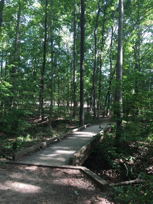 A wooden bridge crosses a small stream in a lush, green forest with tall trees and dappled sunlight.