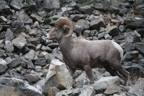 A bighorn sheep standing among rocky terrain, showcasing its large curved horns and sturdy build.