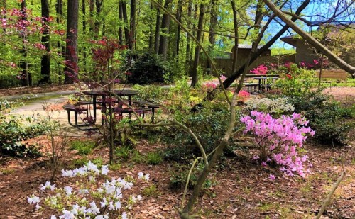 A serene garden scene with blooming azaleas and picnic tables surrounded by lush green trees.
