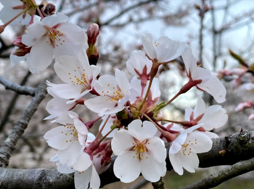 Close-up of delicate cherry blossom flowers with white petals and yellow stamens, blooming on a branch.