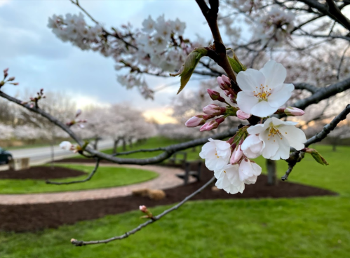 Cherry blossom branches with white and pink flowers, set against a blurred background of trees and a grassy area.