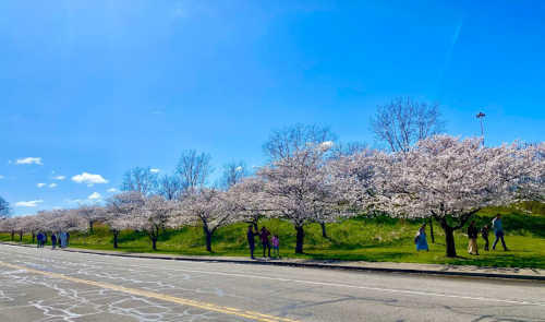 A sunny day with people walking along a road lined with blooming cherry blossom trees.