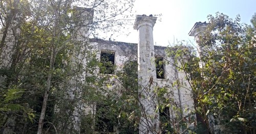 Overgrown ruins of a building with tall columns, surrounded by dense vegetation and trees under a clear blue sky.