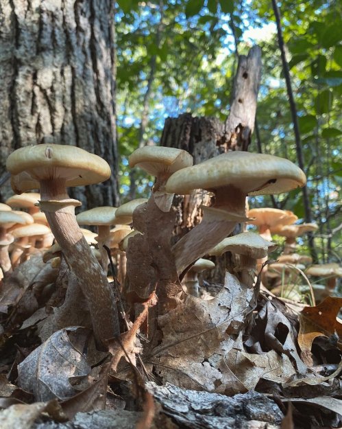 A cluster of mushrooms growing among fallen leaves in a sunlit forest.