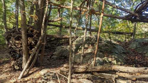 A forest scene featuring a rustic structure made of logs and branches, surrounded by rocks and trees.