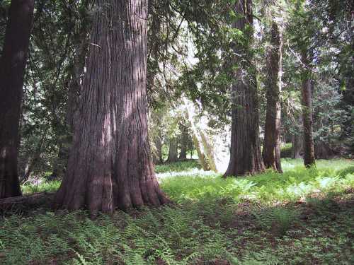 A serene forest scene featuring tall trees and lush green ferns under dappled sunlight.