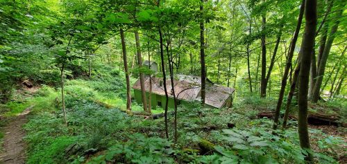 A small, green cabin nestled among dense trees and lush greenery in a forested area.